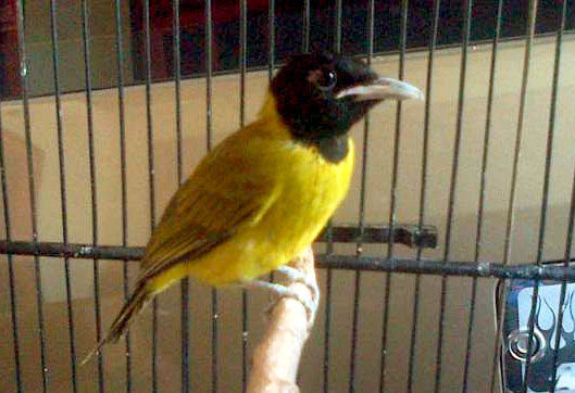30+ Burung samyong trotol terupdate