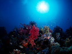 underwater sea hd deep background wallpapers under water npicx undersea tweet animals