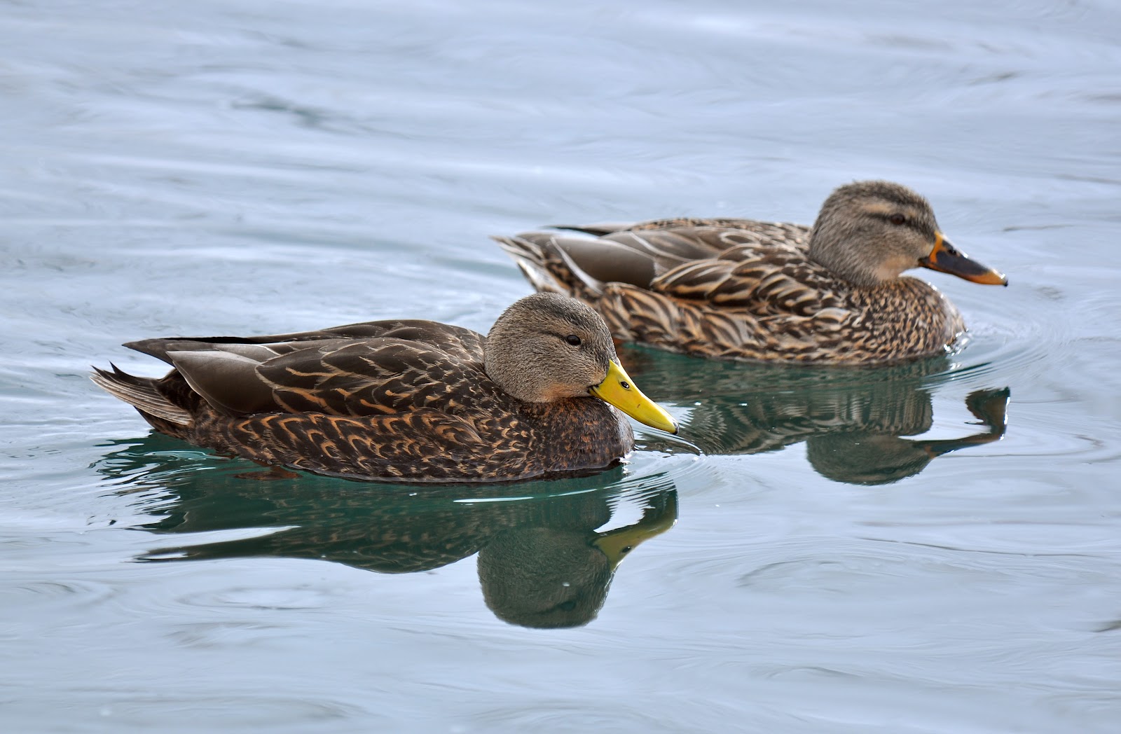 200 Birds: Mexican Duck in Utah