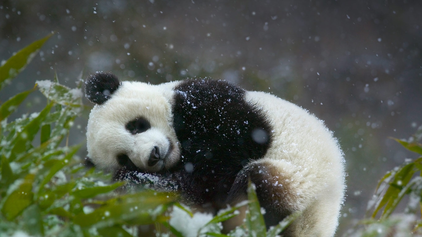 Foto Lucu Binatang Panda Terbaru Display Picture Unik