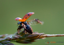 ladybird fly ladybug away wings beetle