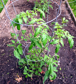 caspian pink tomato plant