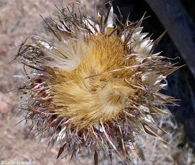 Sangrando en verde: Los cardos queseros mediterráneos