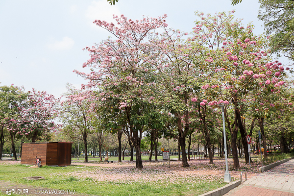 台中東區|大智公園|洋紅風鈴木|滿滿的風鈴木花毯|陽光草坪|運動休閒好去處