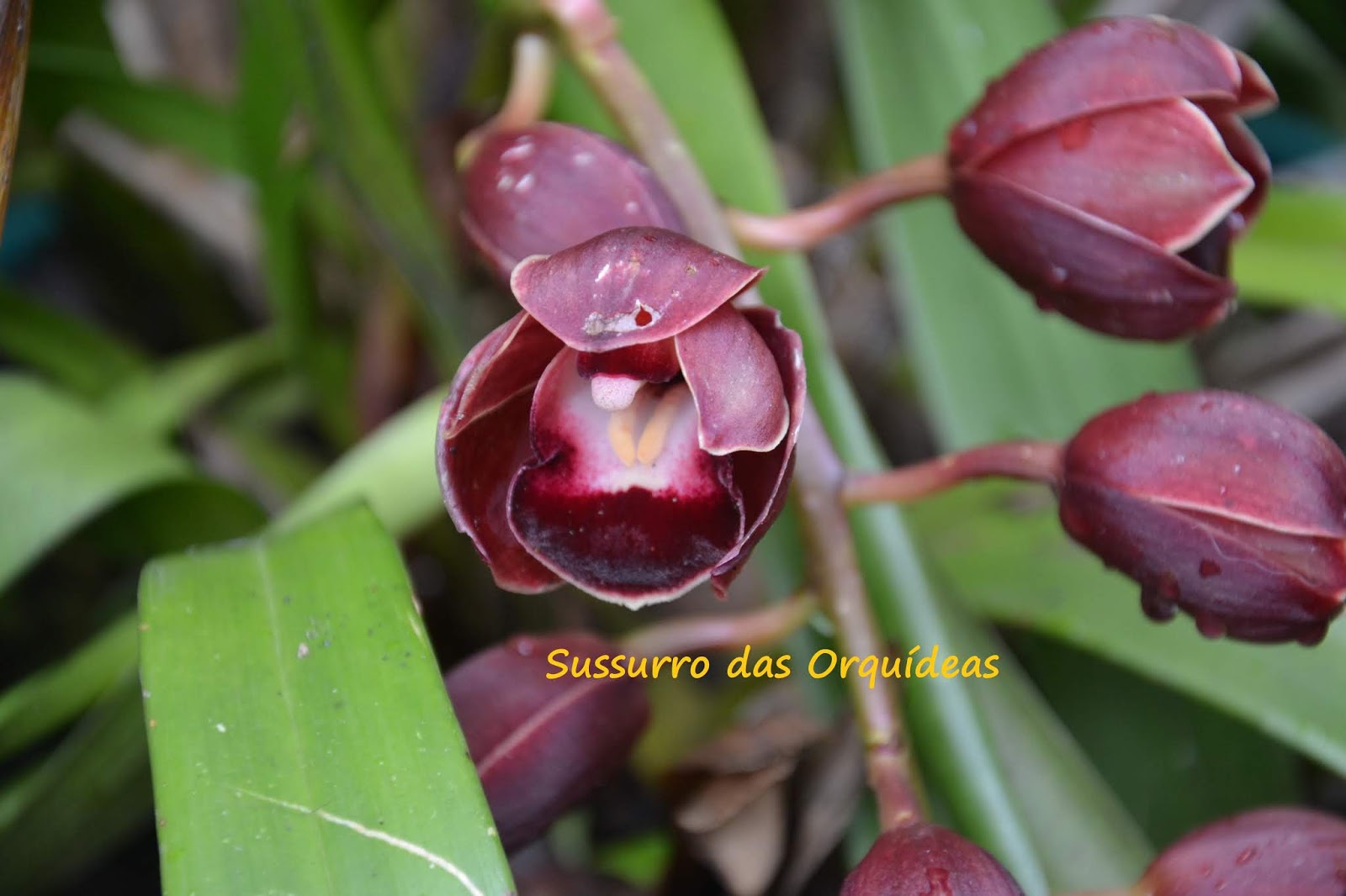 Sussurro das Orquídeas: O 