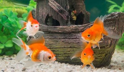 Lựa chọn một số loại cá cảnh nhỏ phù hợp cho bể cá trong nhà