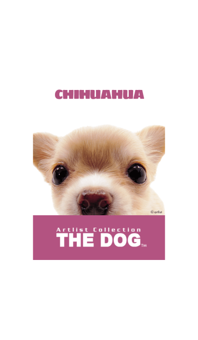 THE DOG Chihuahua 2