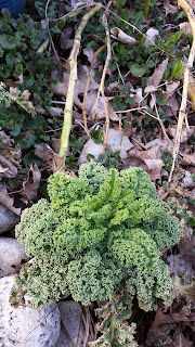 Darkibor hybrid kale appears again after its third winter
