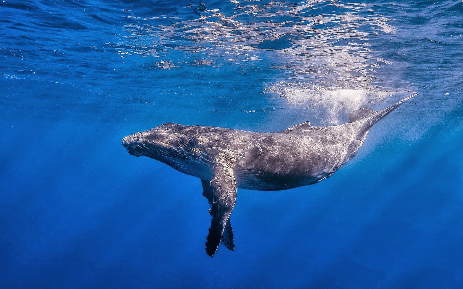 Majestic Giants of the Ocean: Exploring the Role of Blue Whales in the ...