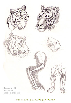 sketchbook drawings of tigers