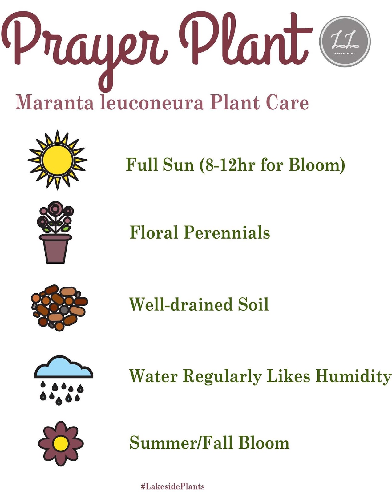 How to Grow a Happy Prayer Plant