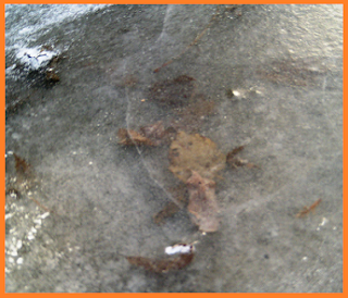 leaves entirely covered by nearly clear ice