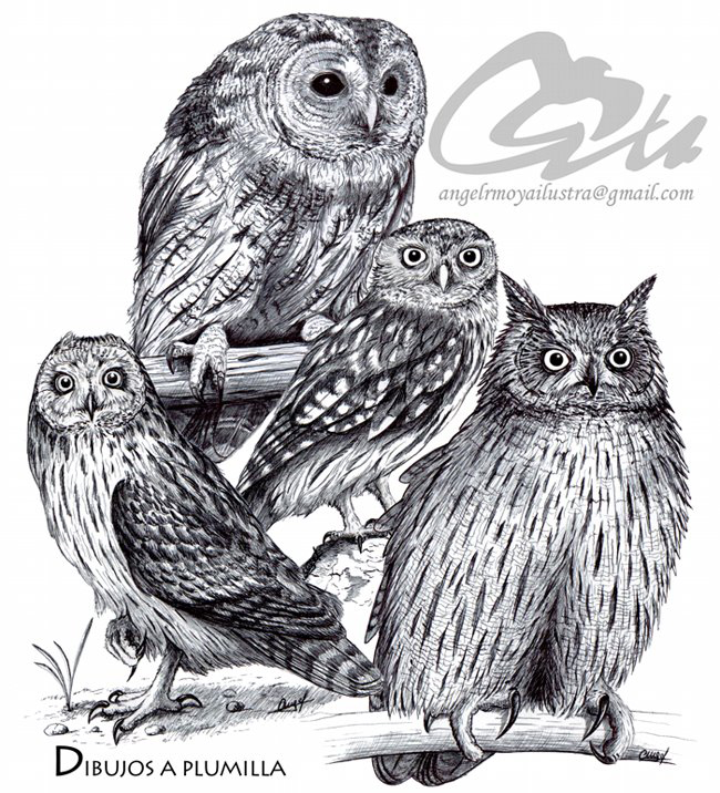 Naturaleza Ilustrada Wildlife ArtPaleontological Naturaleza Ilustrada Wildlife ArtPaleontological