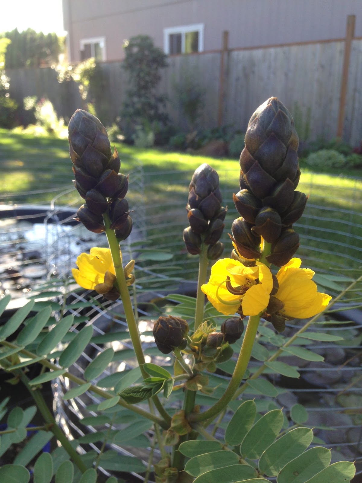 The Lents Farmer Today's Favorite Plant Senna didymobotrya (Popcorn