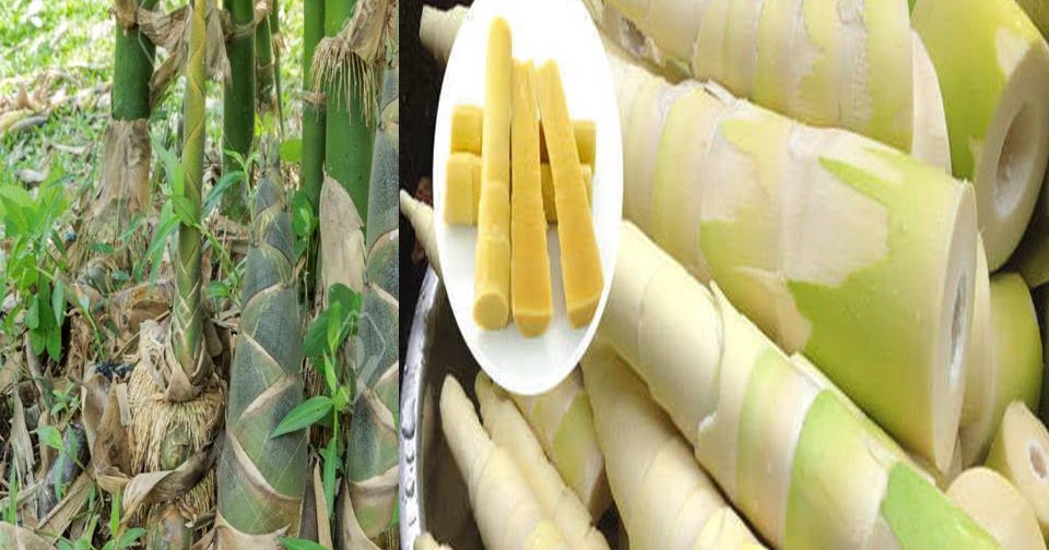 Tak Terduga, Ternyata Tunas Bambu Mempunyai Khasiat Kesehatan Bagi Tubuh Manusia Ayo Sehat