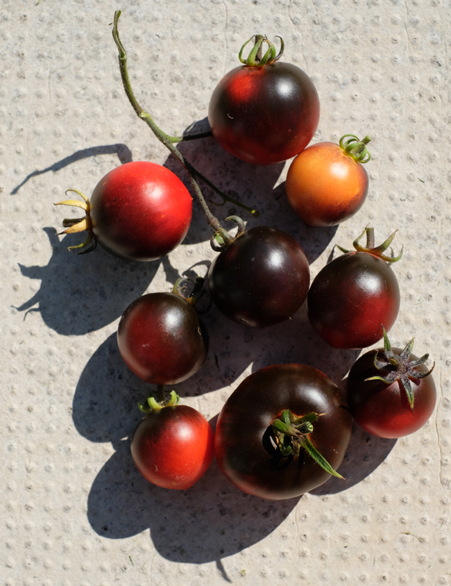 My Secret Garden Tomato Love!!