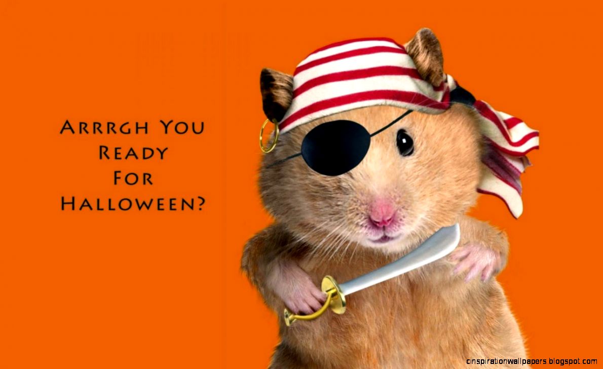 HD Funny ready for Halloween Wallpapers  HD Wallpapers Storm