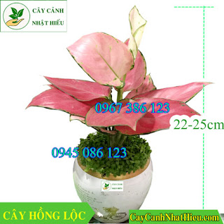 Cây hồng lộc mệnh Hỏa và mệnh Thổ