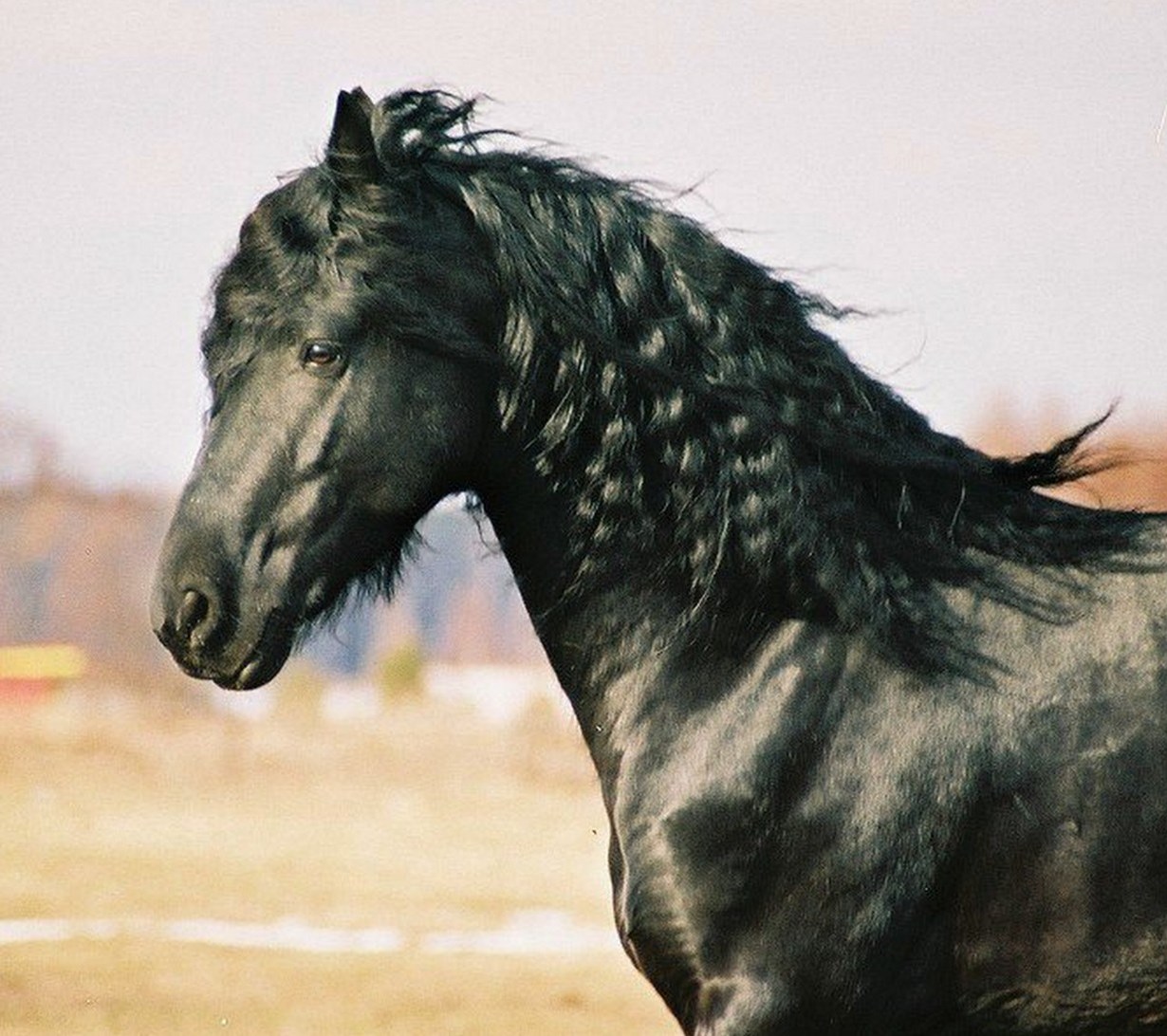Bocetos De La Tierra De Los Caballos Bocetos De La Tierra De Los Caballos