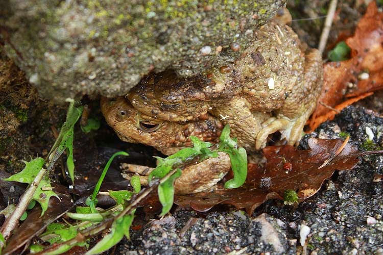 Vu par MamLéa Traversée de Crapaud