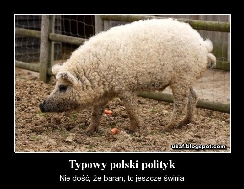 Typowy polski polityk Nie dość że baran to jeszcze świnia ~ Śmieszne ...