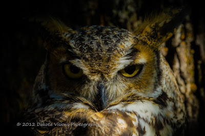 Icarus, Great Horned Owl