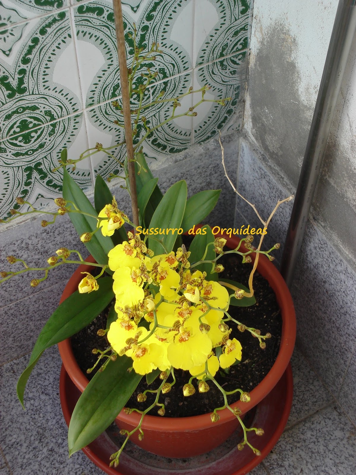 Sussurro das Orquídeas: Fotos do Baú: Oncidium Sweet Sugar - o Primeiro
