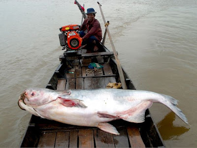 mekong giant catfish situslakalaka 9 Monster Sungai Yang Masih Ada Hingga Saat Ini