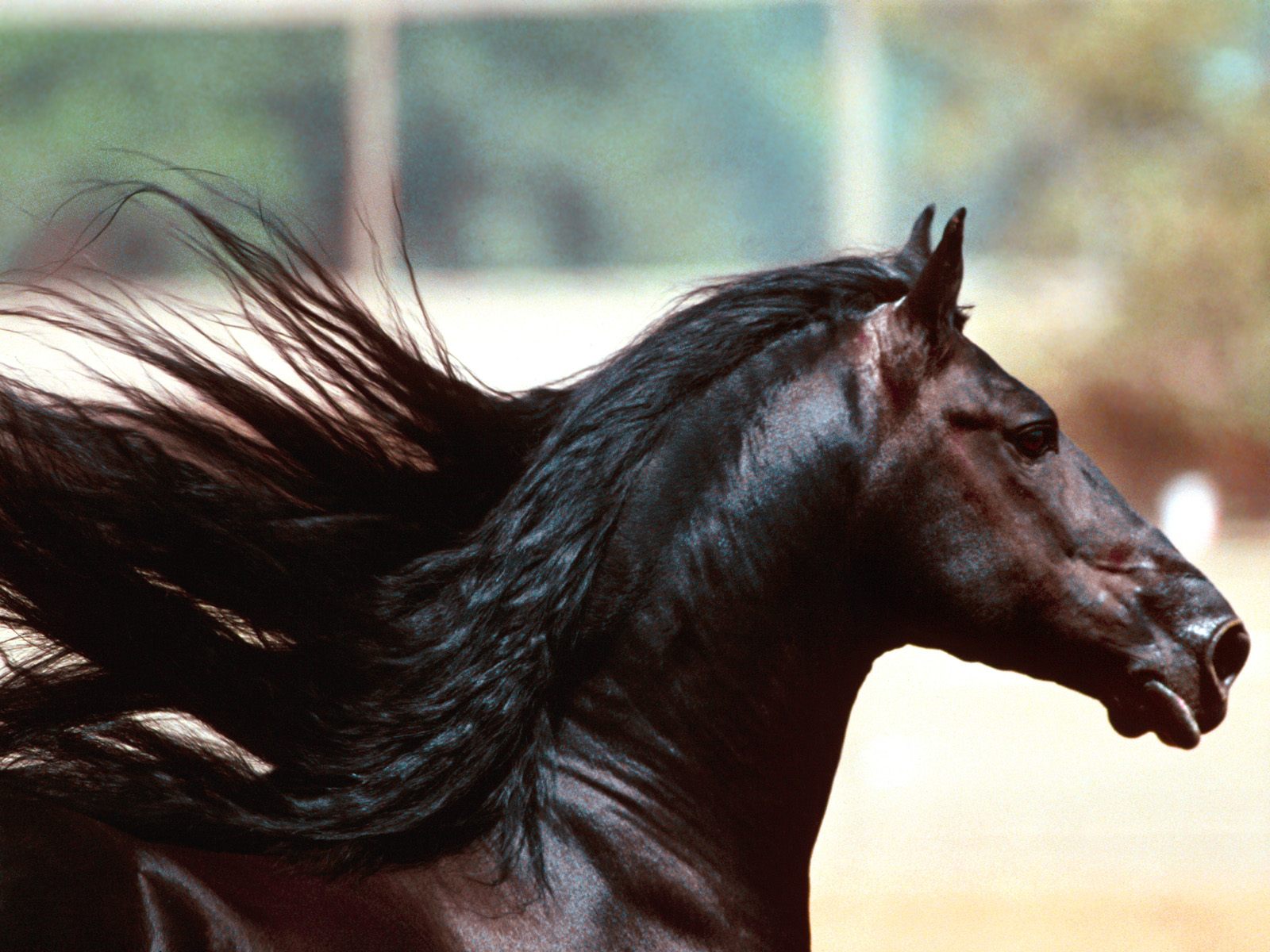 Черный конь песня. Лошадь. Лошадь фото. Конь императора. Песня про лошадь.
