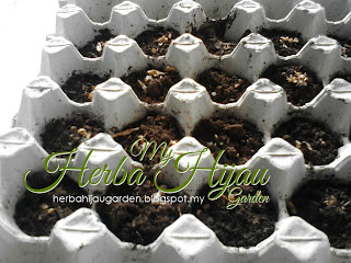 Permulaan untuk projek herba di www.herbahijaugarden.blogspot.my