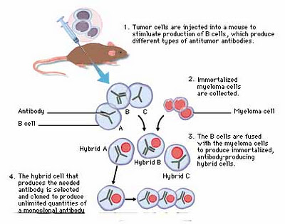 Peran Mikroorganisme dalam Penerapan Bioteknologi – Materi Kelas