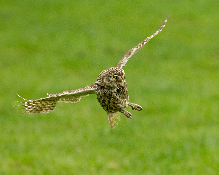 owls about that then! Little Owls in flight.