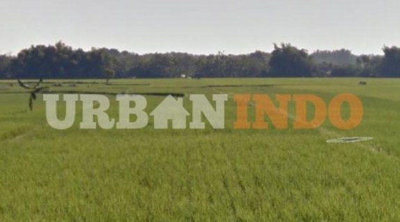 Tanah Dijual Ditanami Sengon Laut dan Jati Tanah Dijual Ditanami Sengon Laut dan Jati