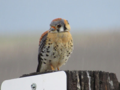 American Kestrel