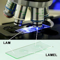 Mikroskop altındaki lam ve lamel camlarının gösterimi