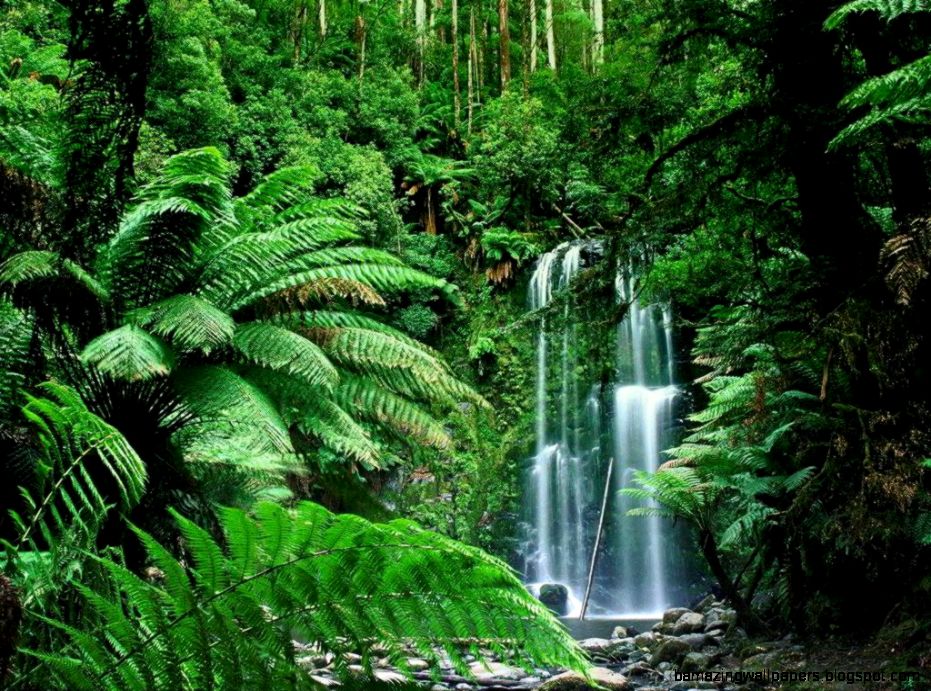 Tropical Rainforest Waterfalls