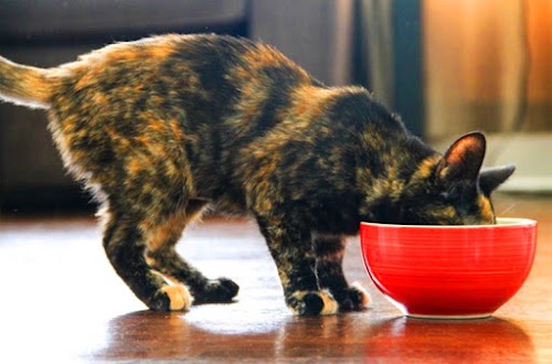 How to Make Homemade Cat Food How to Make Homemade Cat Food