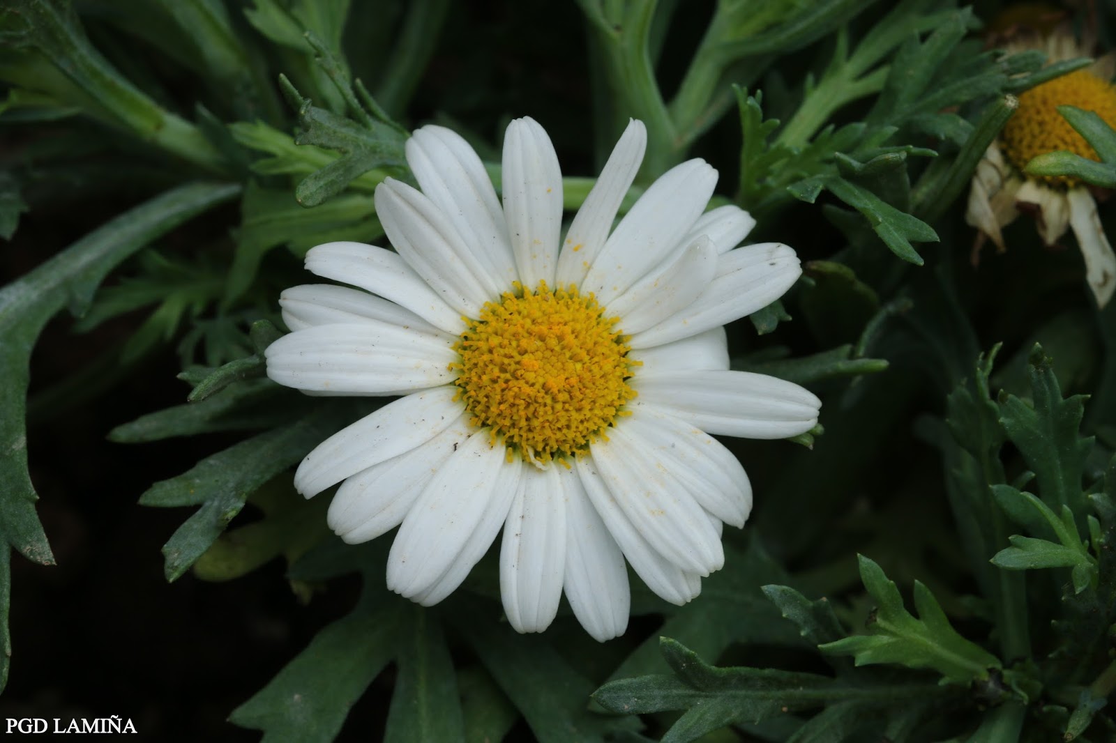 MATRICARIA MARITIMA. matricaria.