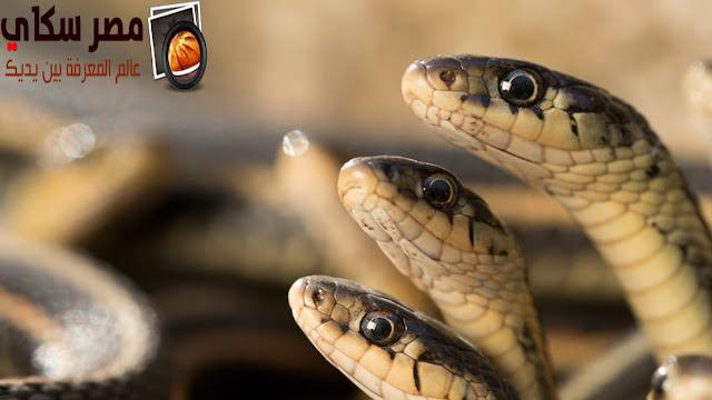 كيف تتأقلم الثعابين المائية فى الشتاء والربيع وموسم التزاوج water Snakes ؟