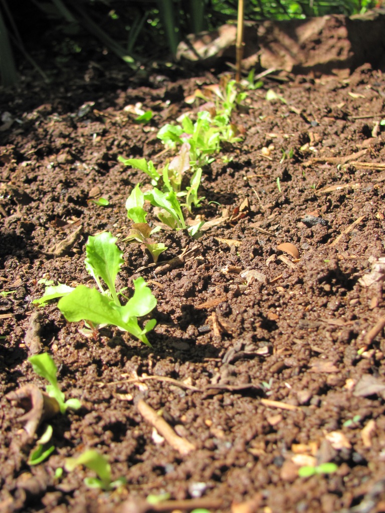 My Veggie Garden: 2011