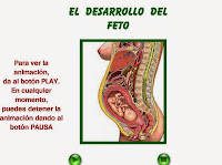 http://iespoetaclaudio.centros.educa.jcyl.es/sitio/upload/desarrollo_feto3eso.swf