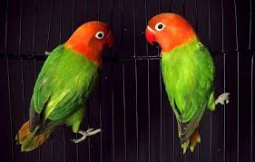 Cara Mencetak Lovebird Biola Euwing Lovebirdseo