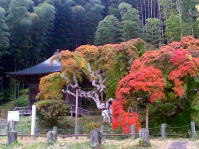 中釜戸のシダレモミジ　紅葉