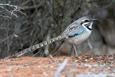 long tailed Ground Roller 3
