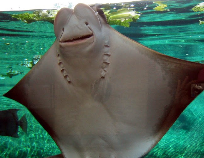 manta+ray+eye+to+eye+face+to+face+5.jpg