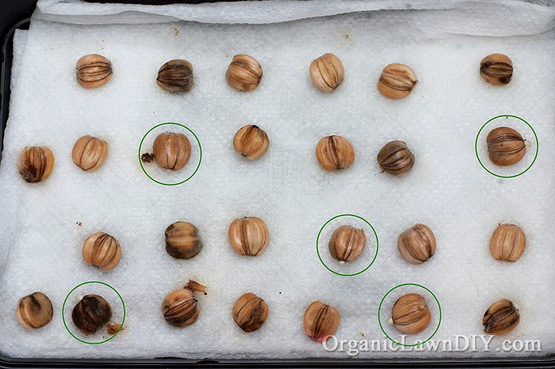 Growing Giant Sunflowers From Seeds