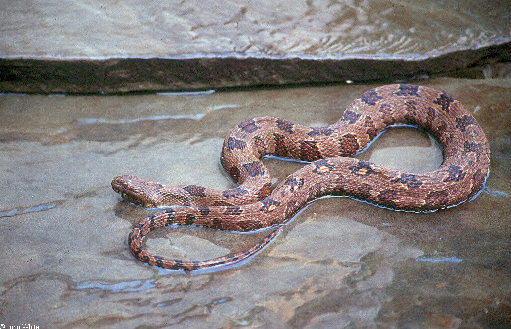 A World of Snakes.........: Nerodia Taxispilota (Non-Venomous)