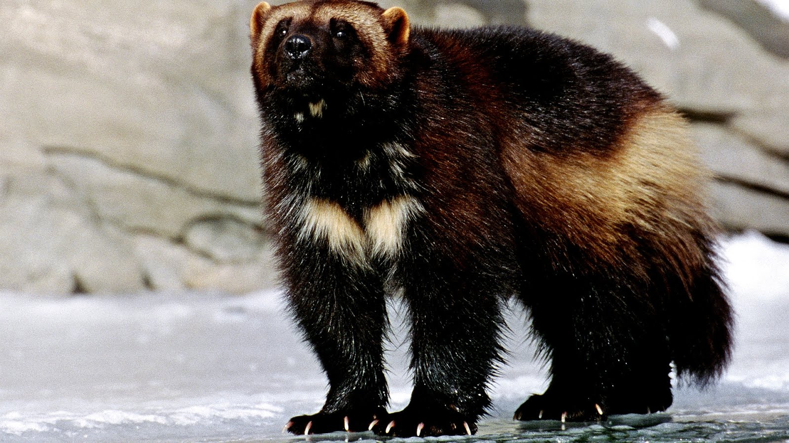 Why Is The Wolverine Endangered Danger Choices