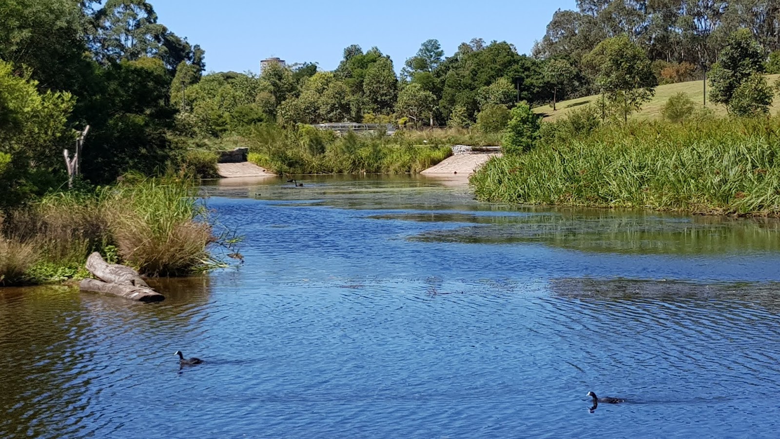 Sydney City and Suburbs Alexandria, Sydney Park, wetlands