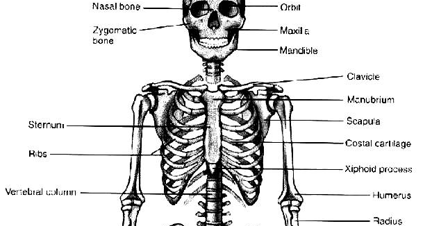 36 Gambar Tengkorak Manusia Melambangkan Sesuatu Yg 36 Gambar Tengkorak Manusia Melambangkan Sesuatu Yg